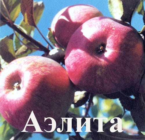 Яблоня "Аэлита" Садоград 2хлетние саженцы