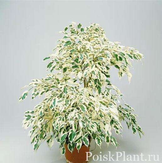 Фикус Бенджамина De Gantel