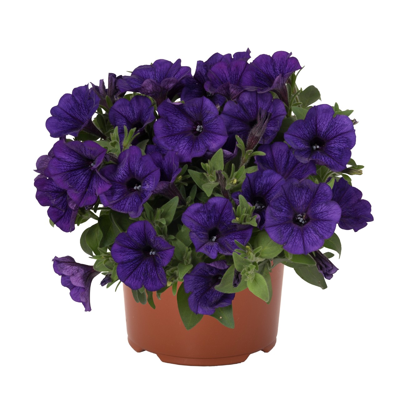 Петуния Potunia Piccola Cobalt Blue