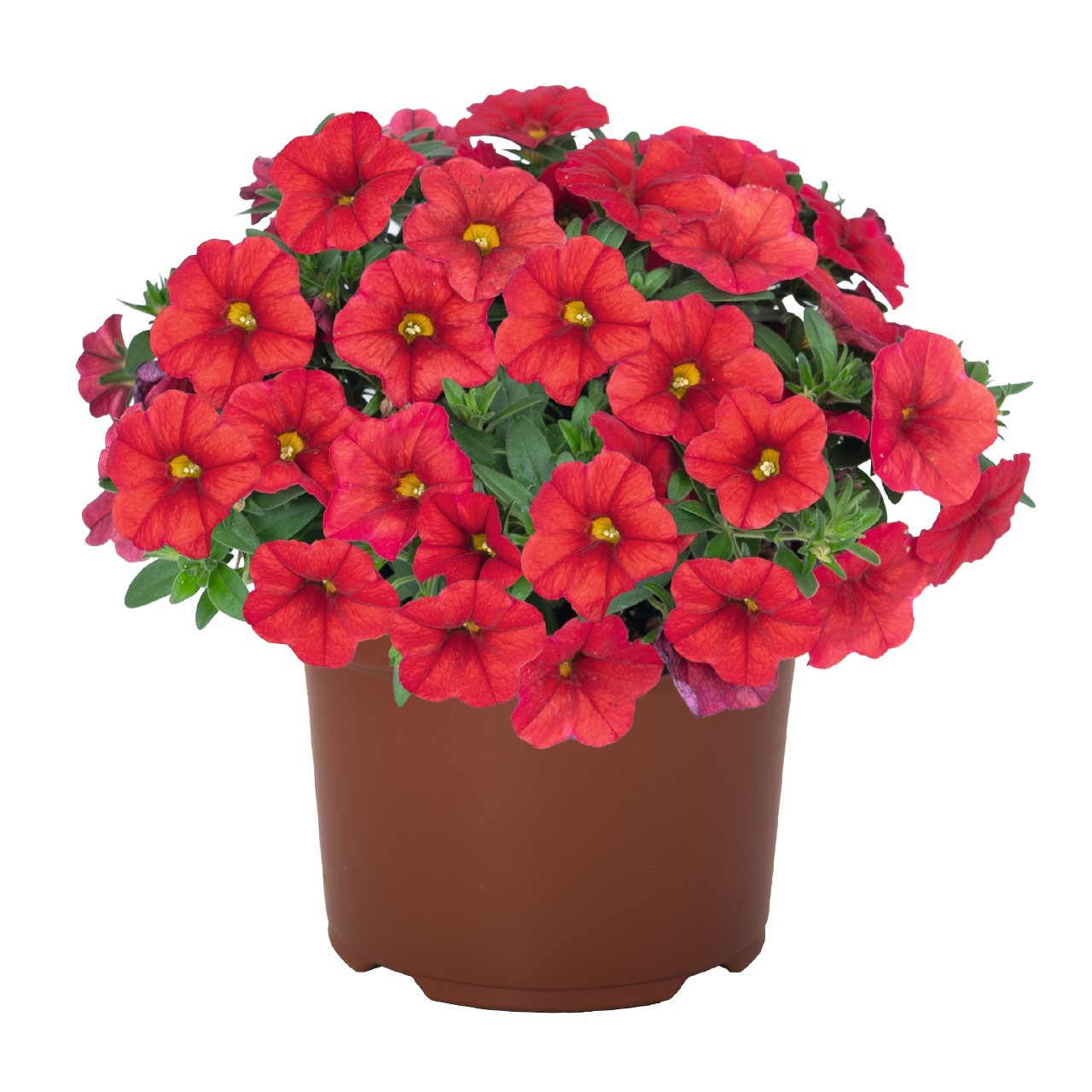 Калибрахоа Aloha Kona Red