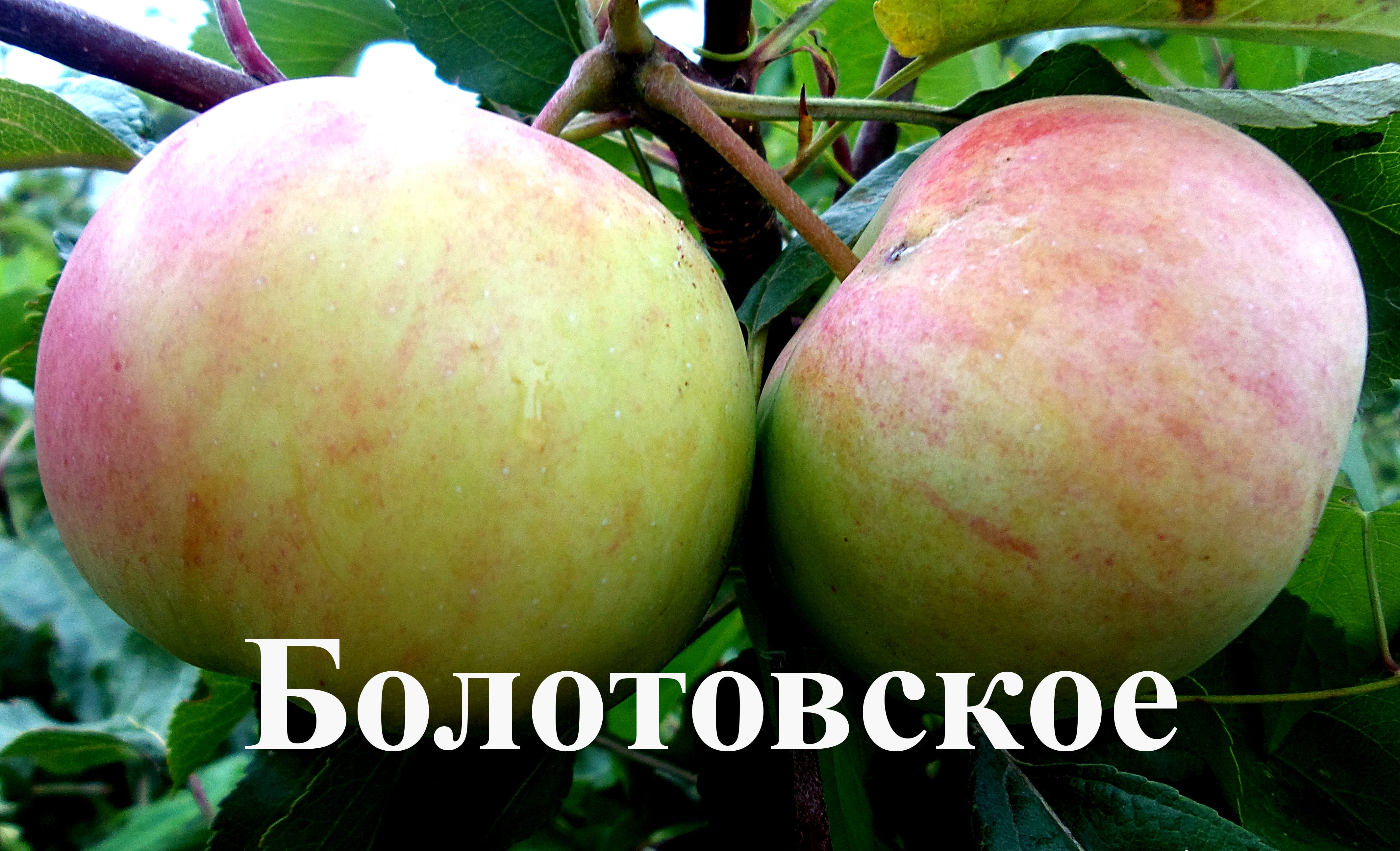 Яблоня "Болотовское" Садоград 2хлетние саженцы