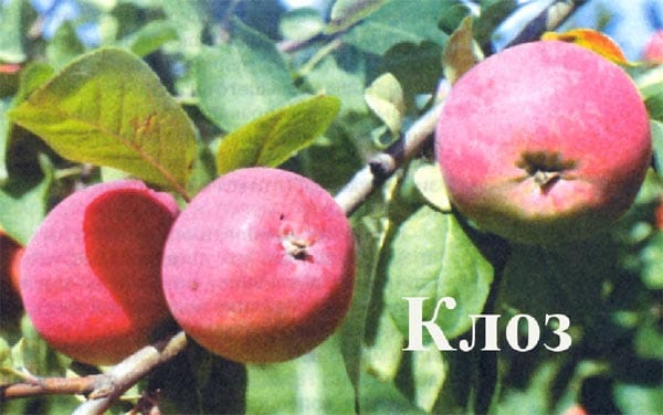 Яблоня Клоз