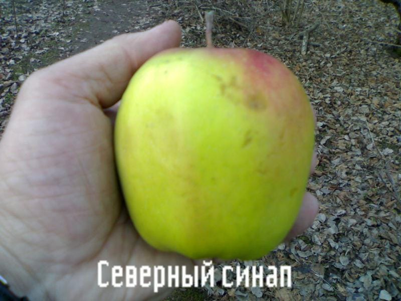 Яблоня Северный синап