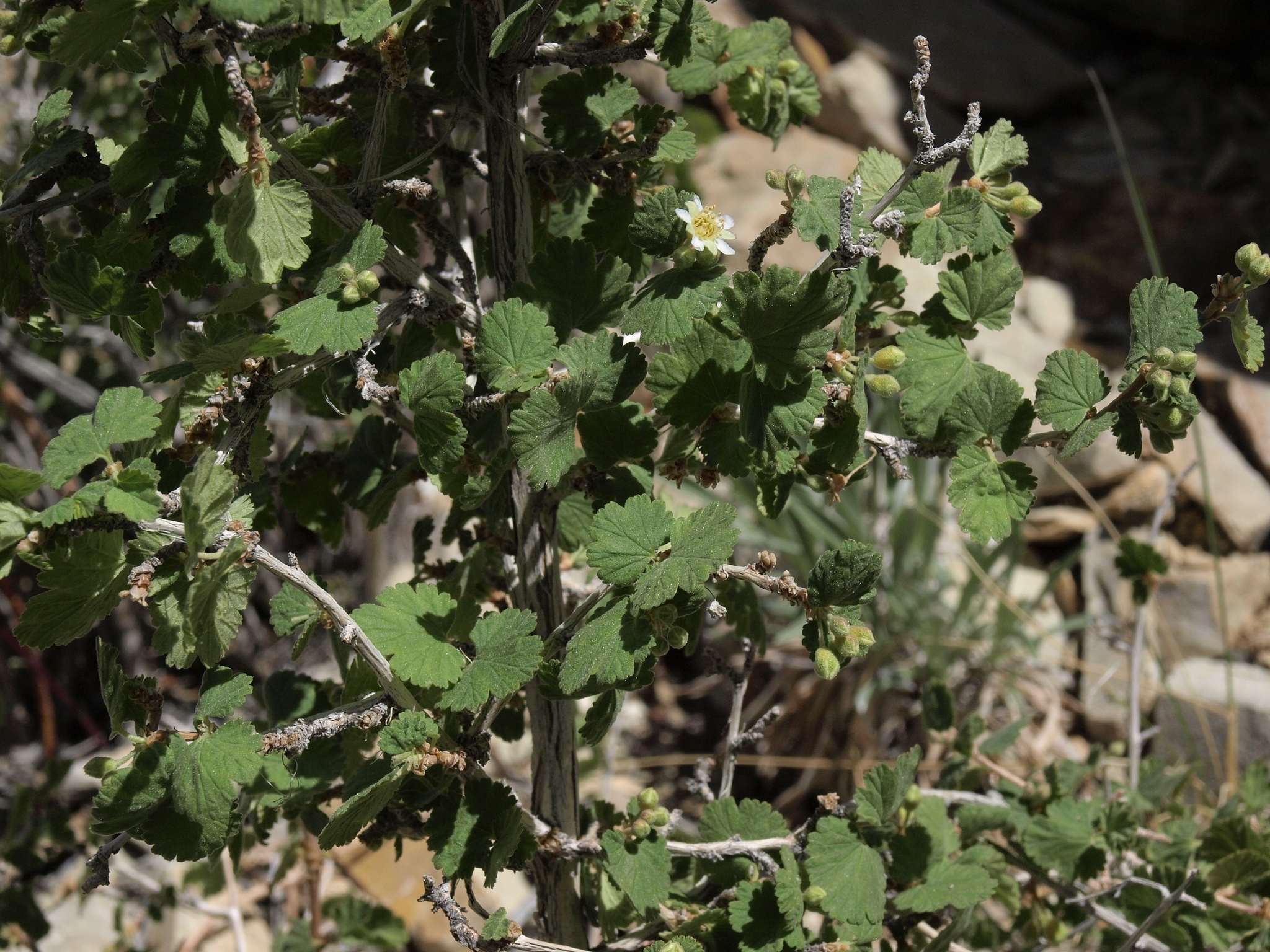 international backfill (iNaturalist): Physocarpus