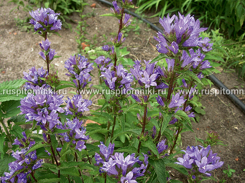 Колокольчик скученный Speciosa
