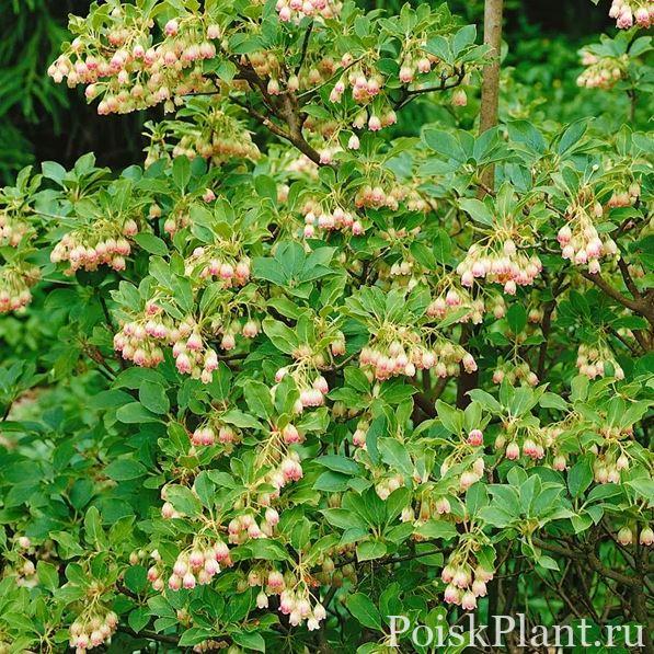 Энкиантус колокольчатый Albiflorus