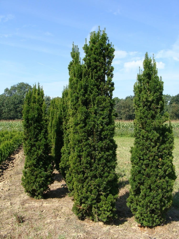 Тис средний Viridis