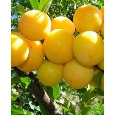 Алыча обыкновенная Царская (Prunus )