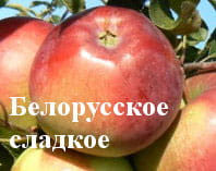 Яблоня Белорусское сладкое
