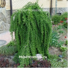 Лиственница Европейская Пендула 160см