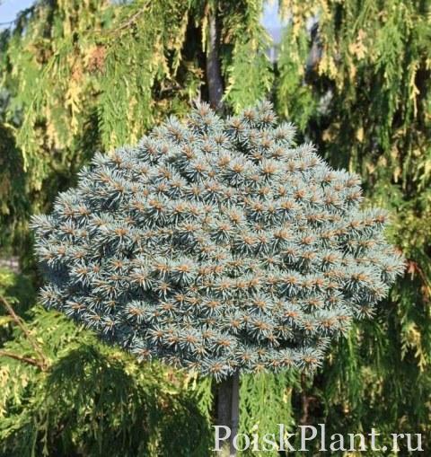 Ель колючая Blue Ball
