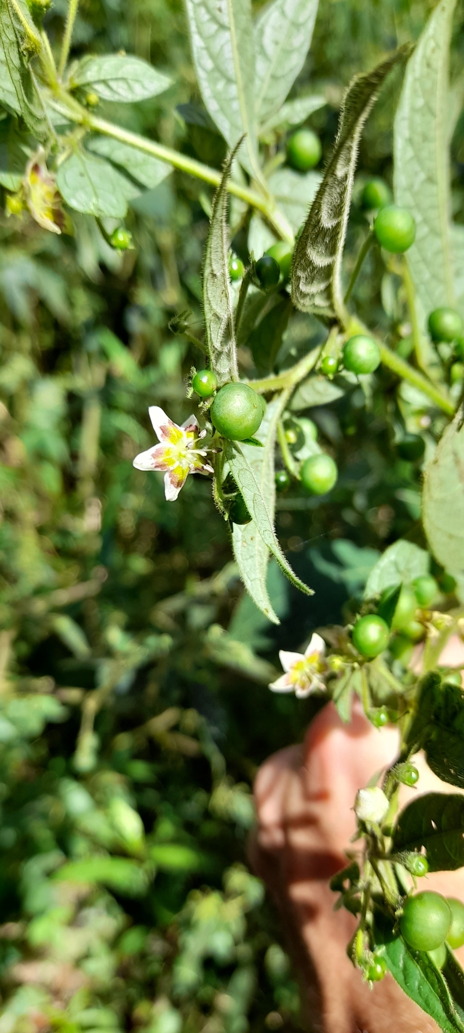 international backfill (iNaturalist): Capsicum