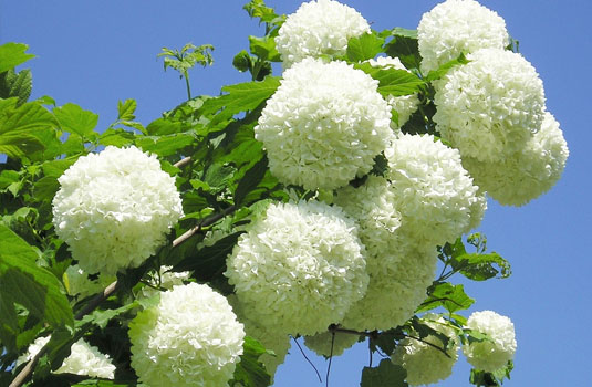Калина Roseum