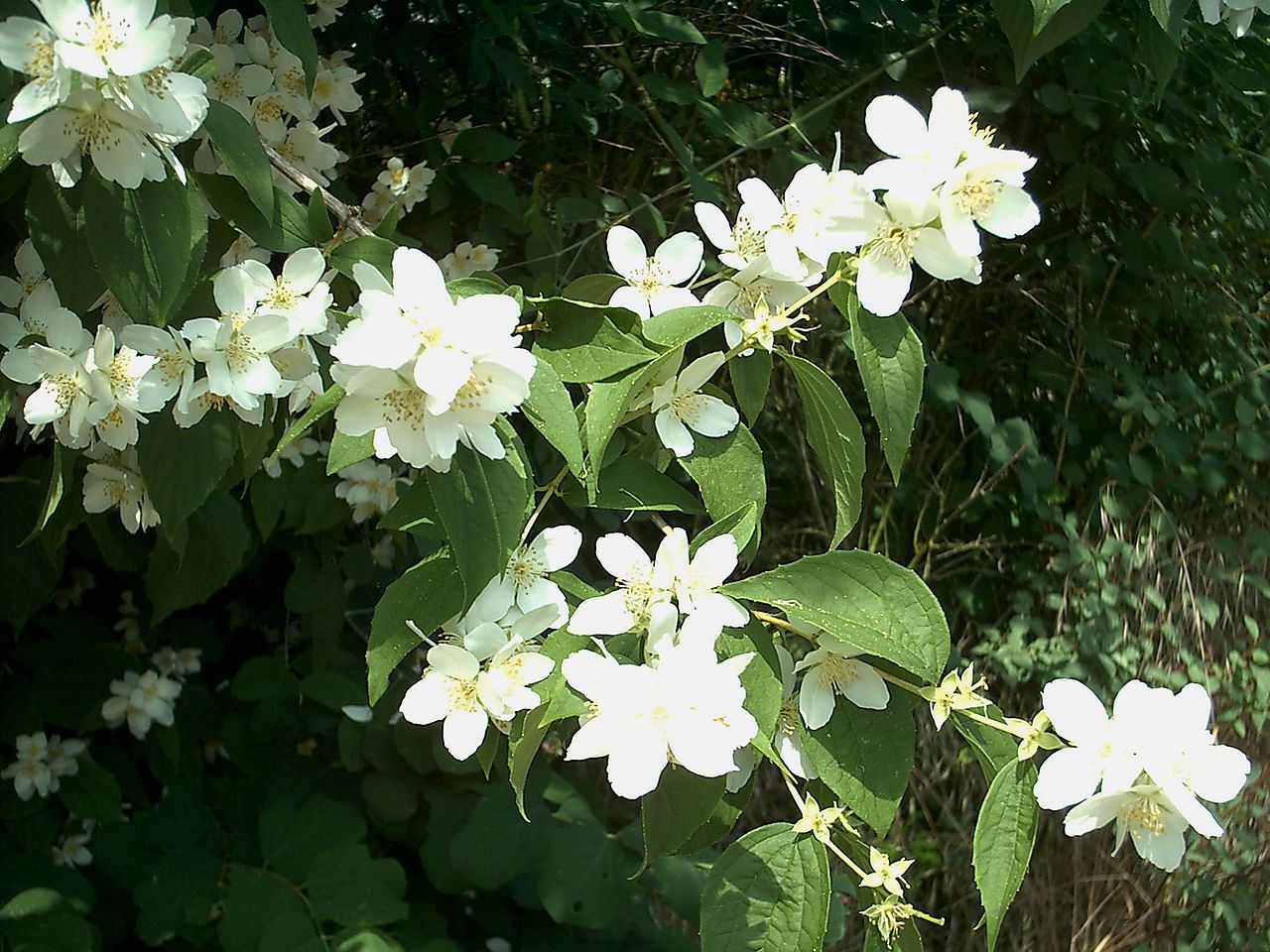 Чубушник Belle Etoile