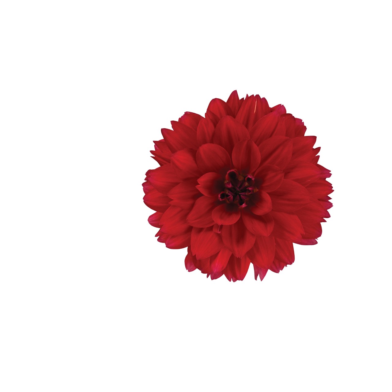 Георгина XXL Ruby Red