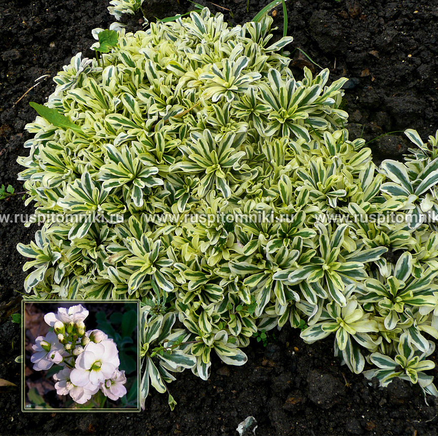 Арабис Фердинанда Кобурга Variegata