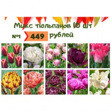 Тюльпан №1 Тюльпаны 10 шт