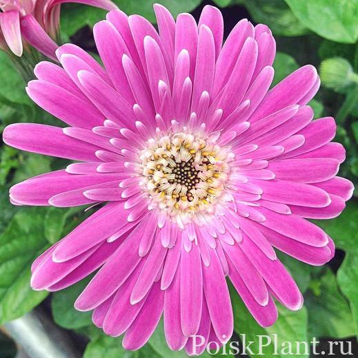 Гербера гибридная Garvinea Sweet Surprise