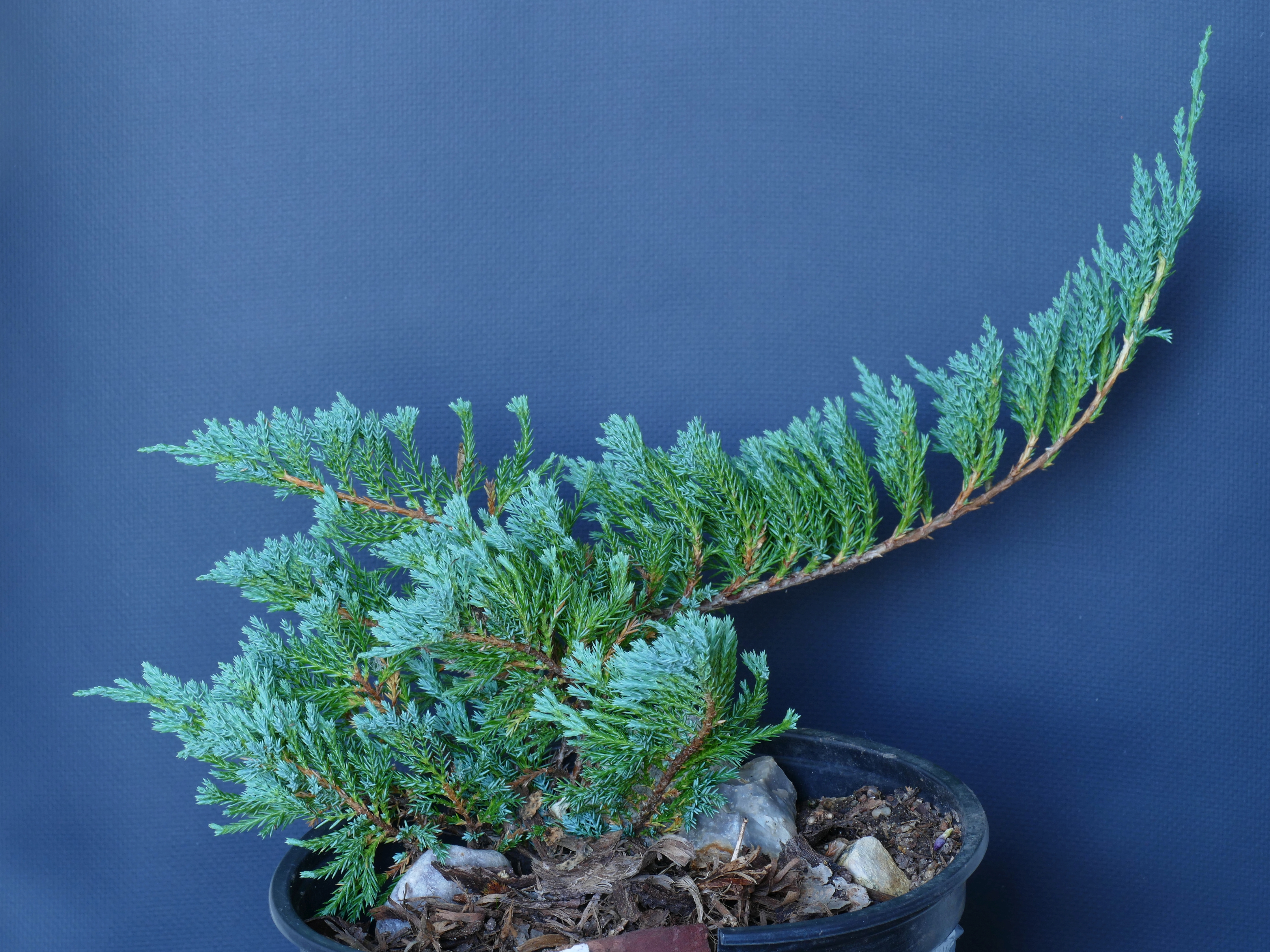 Можжевельник горизонтальный (Juniperus horizontalis Andora Compact=Plumosa Compacta)