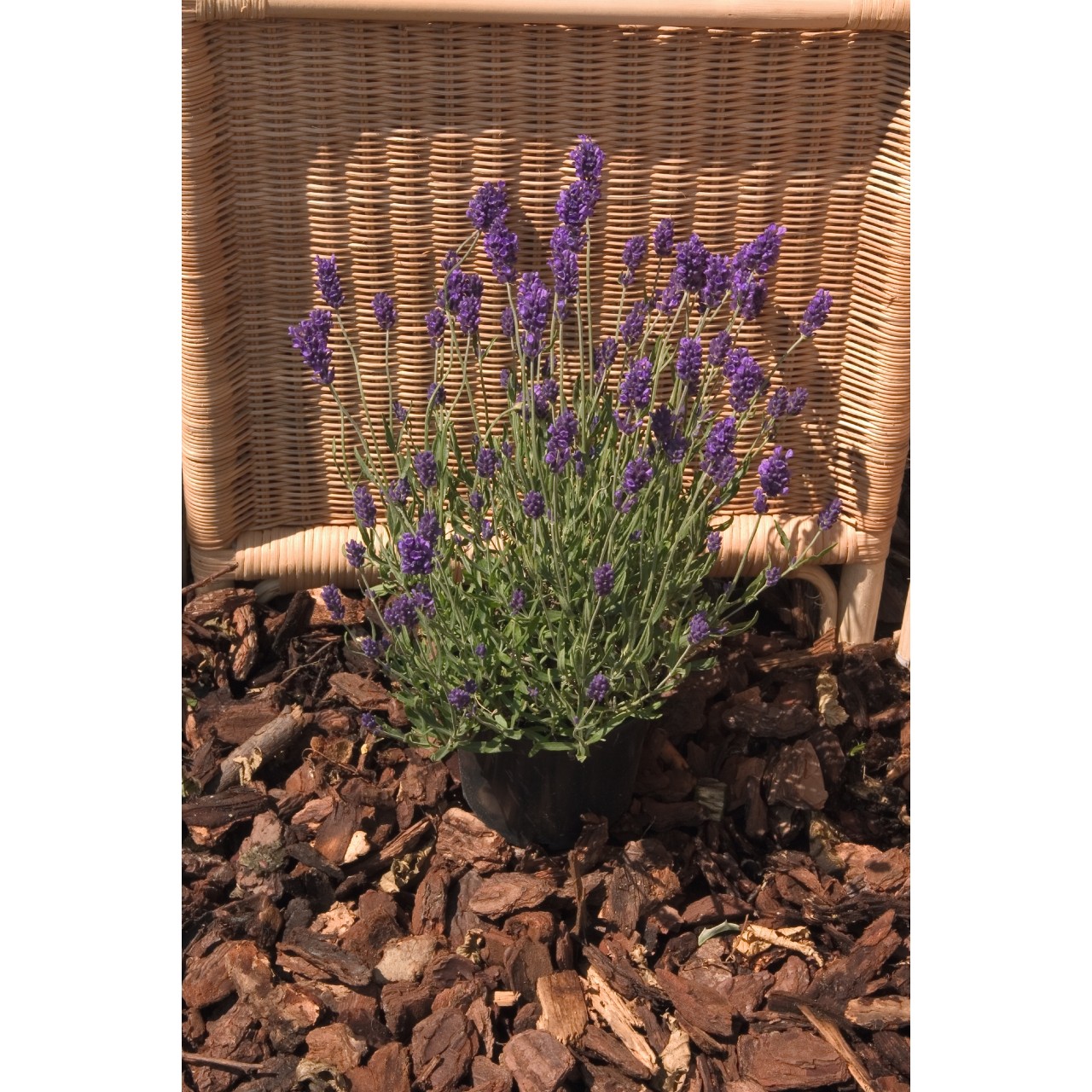 Лаванда angustifolia La Diva Spirit Purple Blue