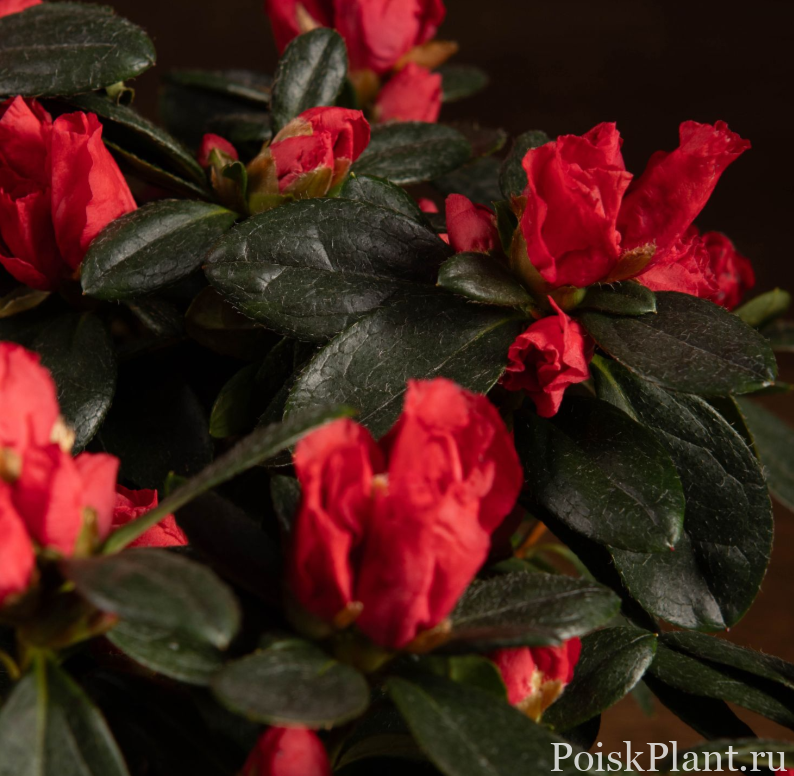 Азалия индийская Hortinno Red