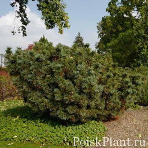 Сосна кедровая стланиковая Draijers Dwarf