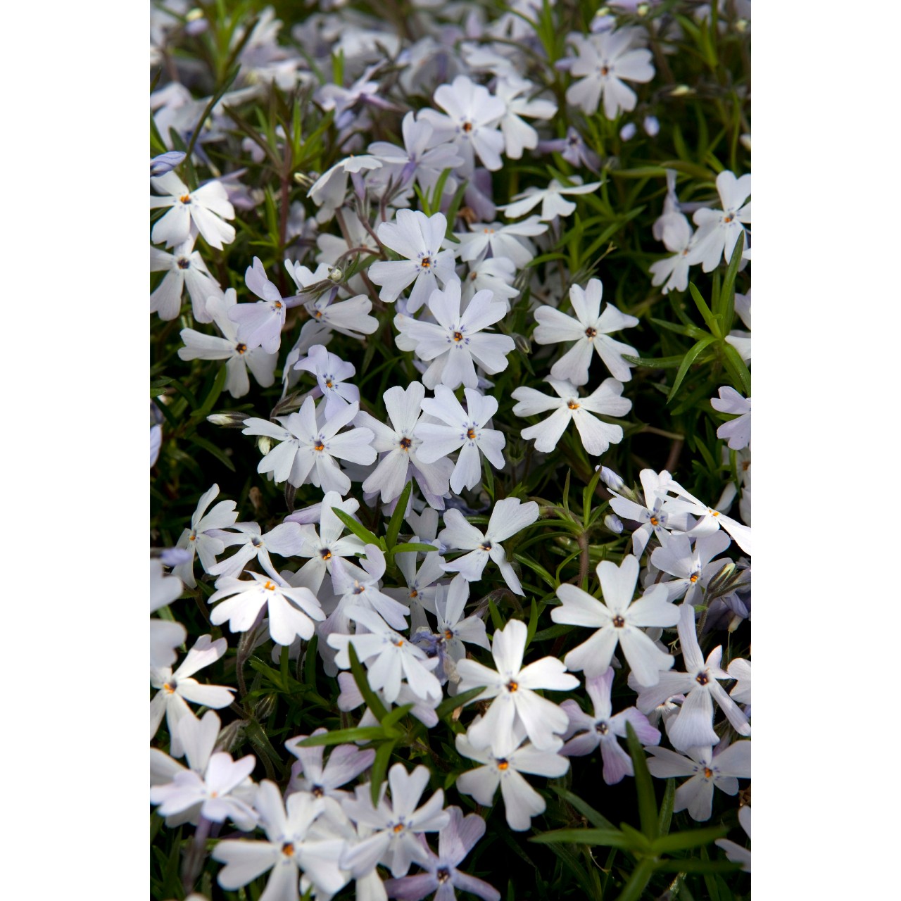 Флокс subulata Spring Lavender