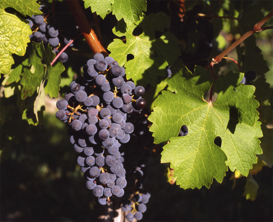 Виноград Cabernet Sauvignon
