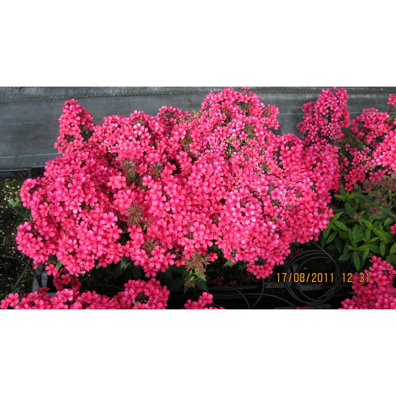Флокс paniculata Early Red