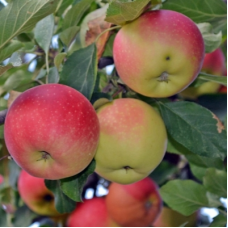 Яблоня Июльское черненко (Malus)