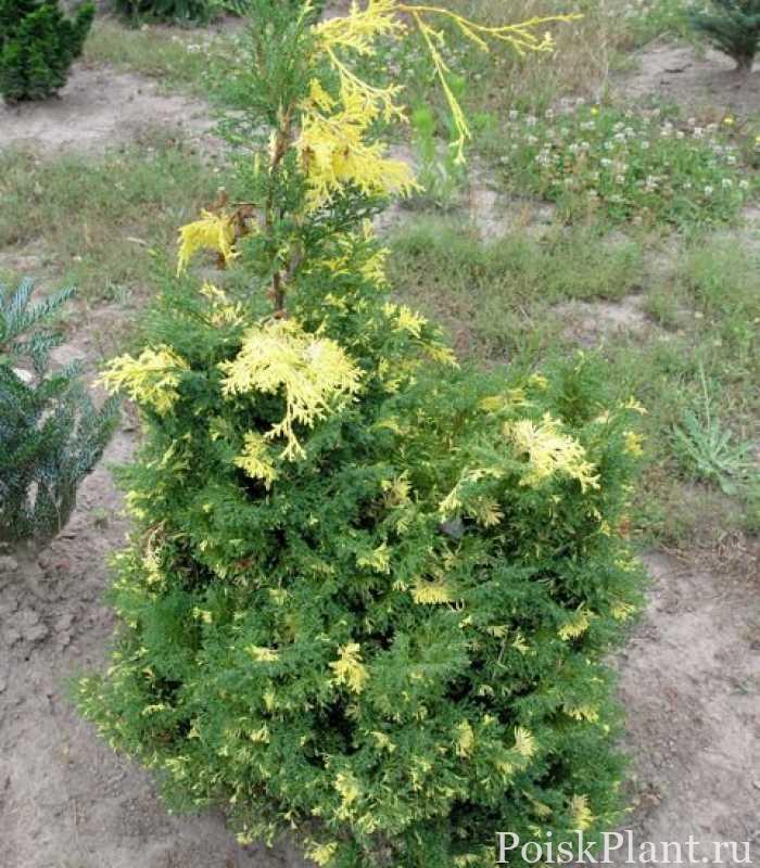 Кипарисовик тупой Saffron Spray