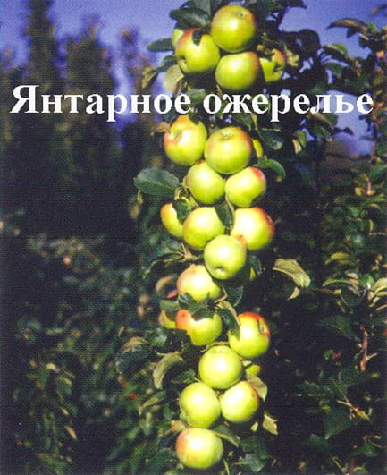 Яблоня Янтарное ожерелье