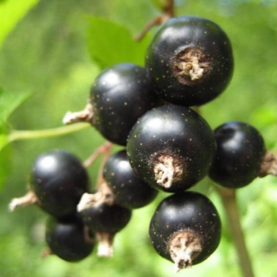 smorodina-ribes-chernaya