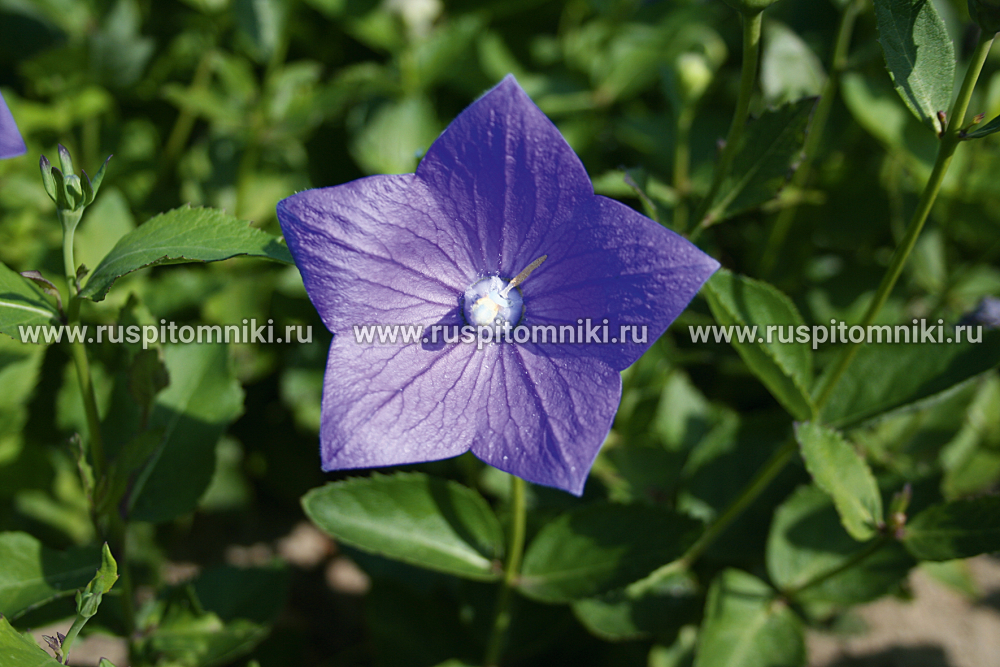 Платикодон крупноцветковый Astra Blue