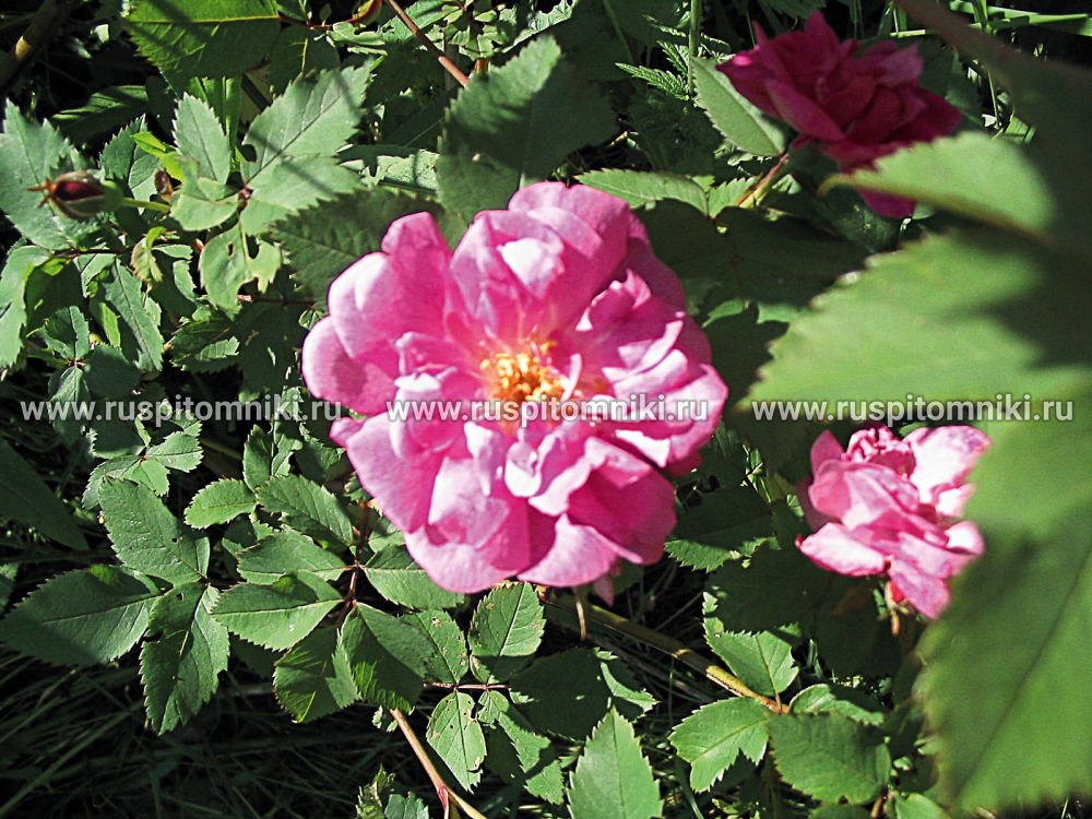 Современные кустарниковые розы Marguerite Hilling’ = ‘Pink Nevada’. HMoy.