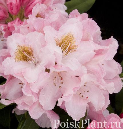 Рододендрон якушиманский Rosa Wolke