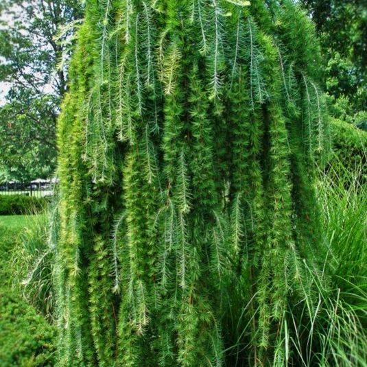 Лиственница кемпфери Stiff Weeping