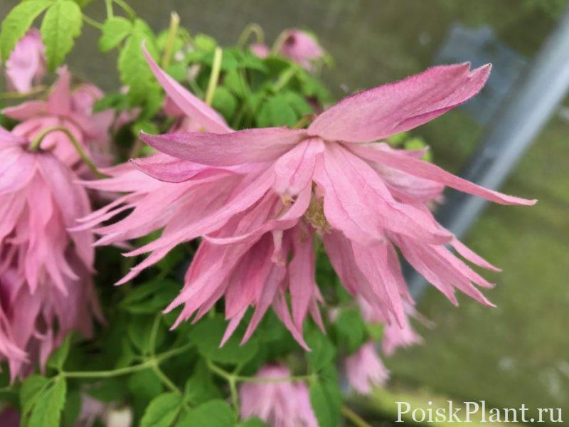 Клематис альпийский Country Rose