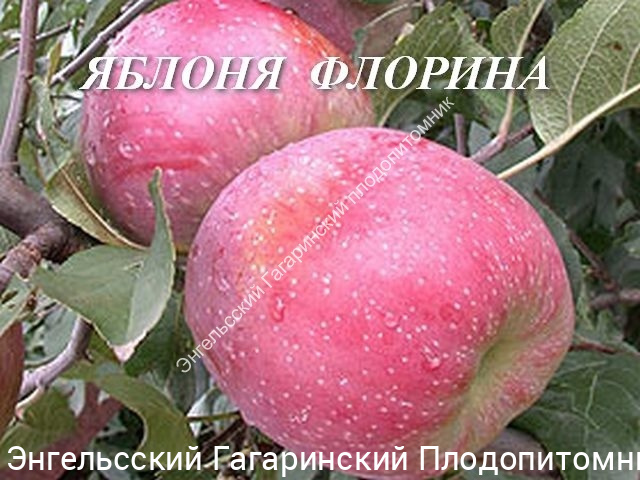 Яблоня Флорина