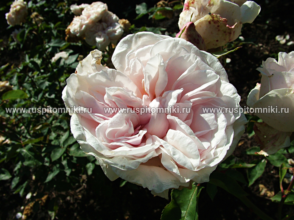Современные кустарниковые розы Souvenir de la Malmaison’ = ‘Quenn of Beauty and Fragrance’. B.