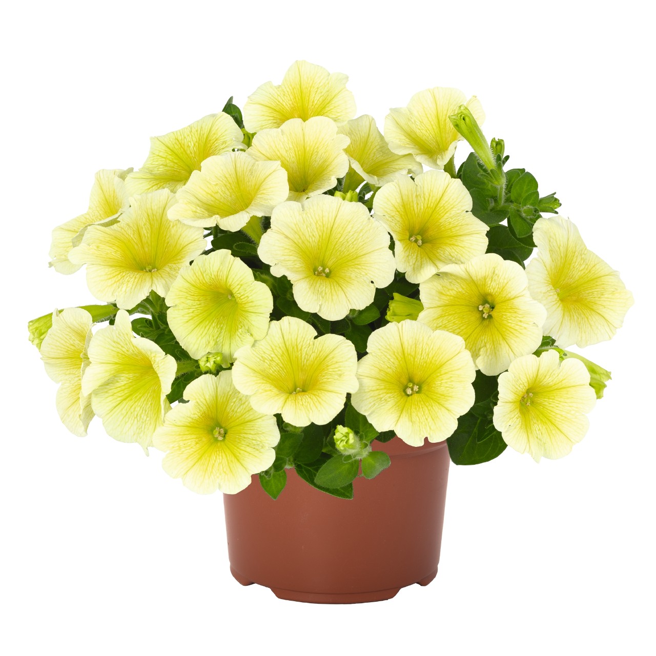 Петуния Potunia Yellow