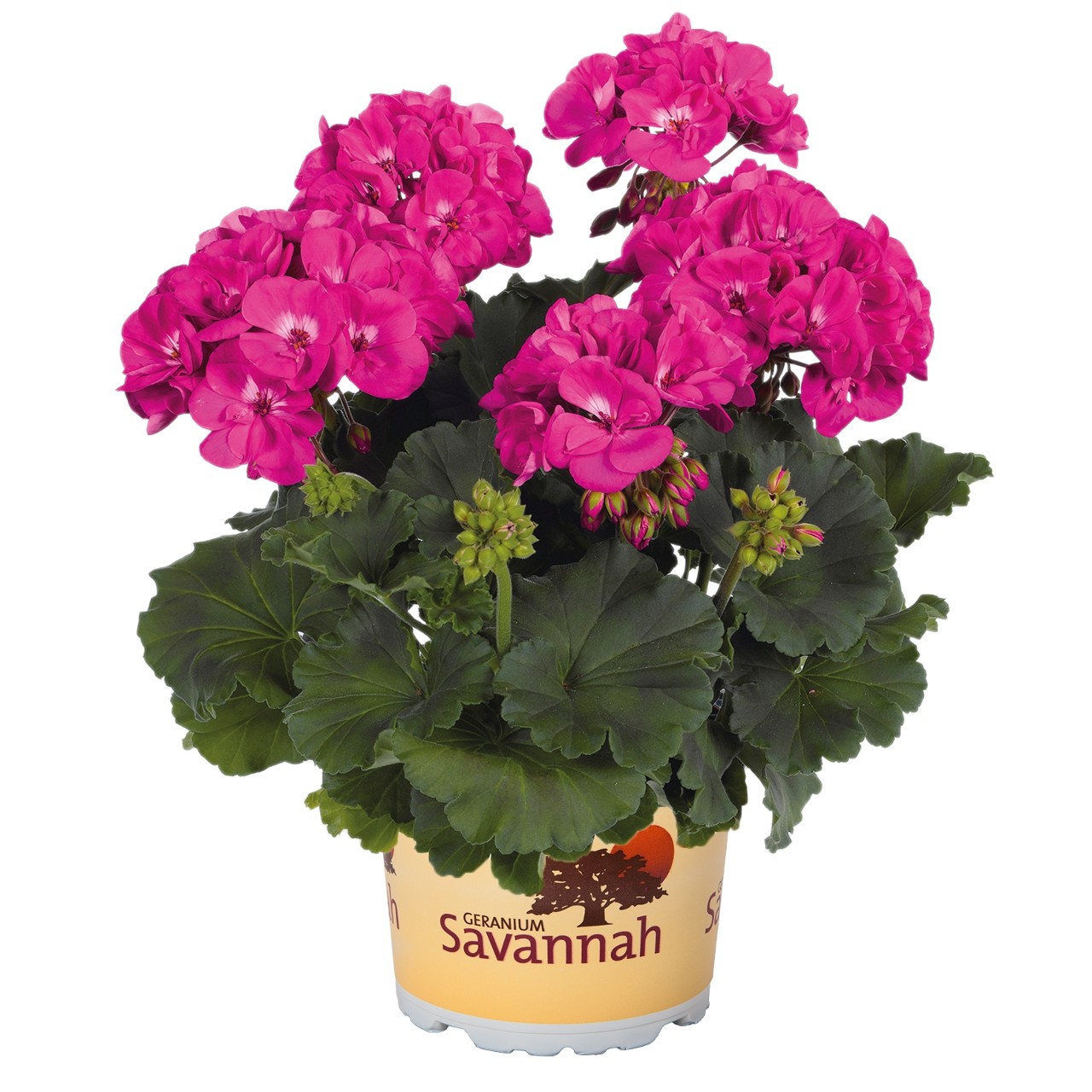 Пеларгония Savannah Blue