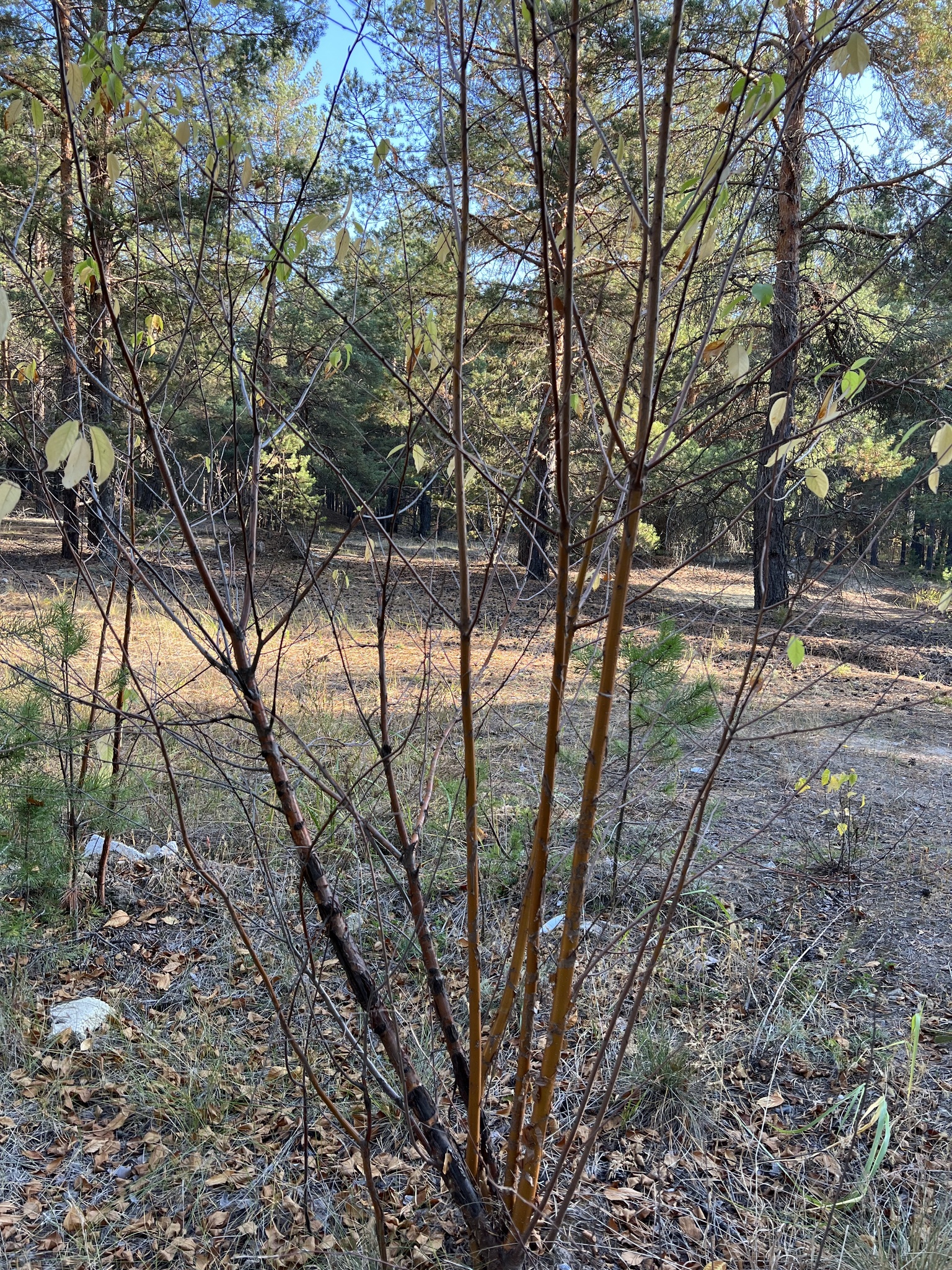 international backfill (iNaturalist): Prunus maackii