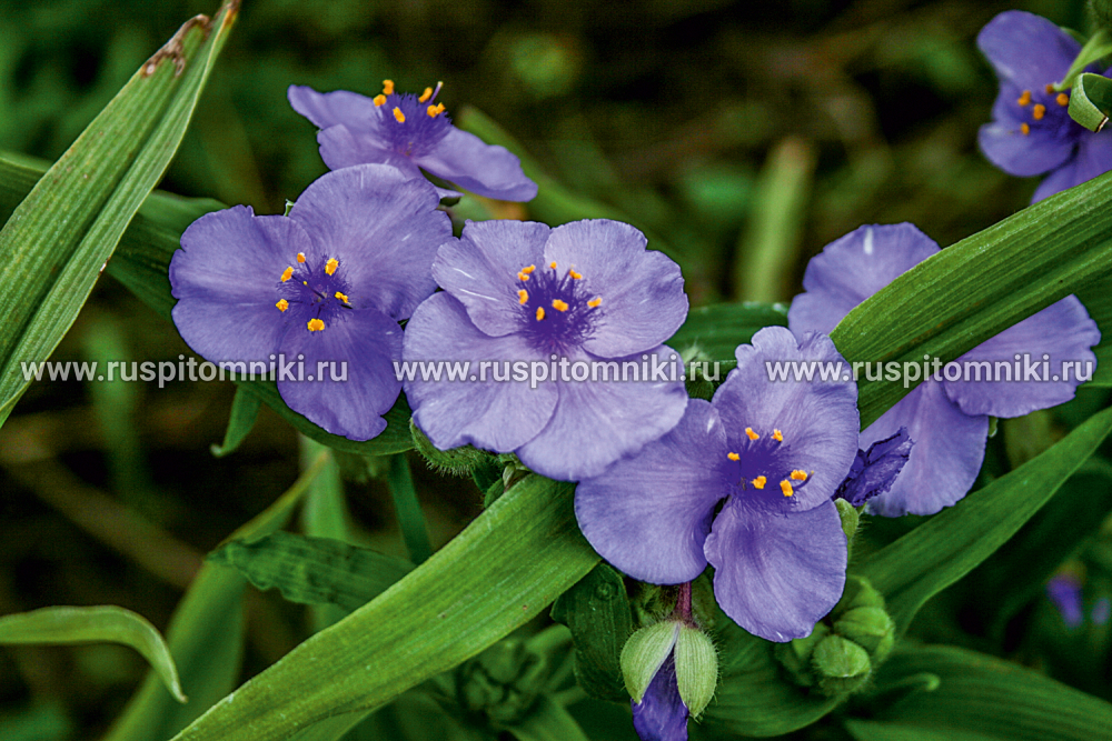 Традесканция Андерсона Blue Stone