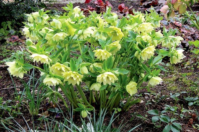 Морозник гибридный Golden Lotus