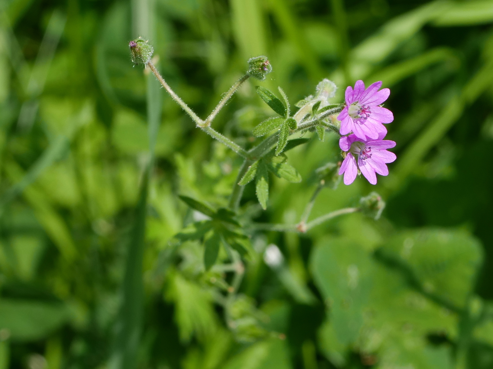 international backfill (iNaturalist): Geranium