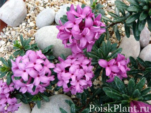 Волчеягодник коллина Grandiflora