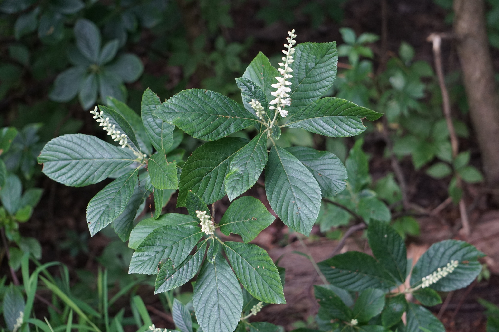 international backfill (iNaturalist): Clethra alnifolia