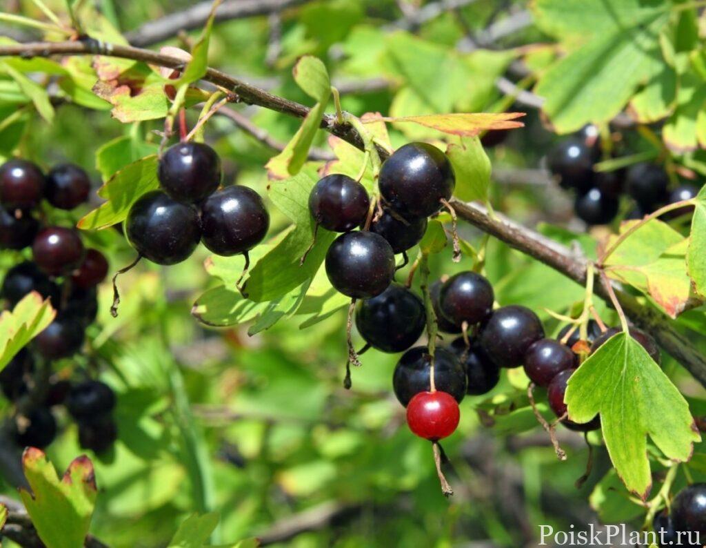 Крыжовник обыкновенный Jostabeere