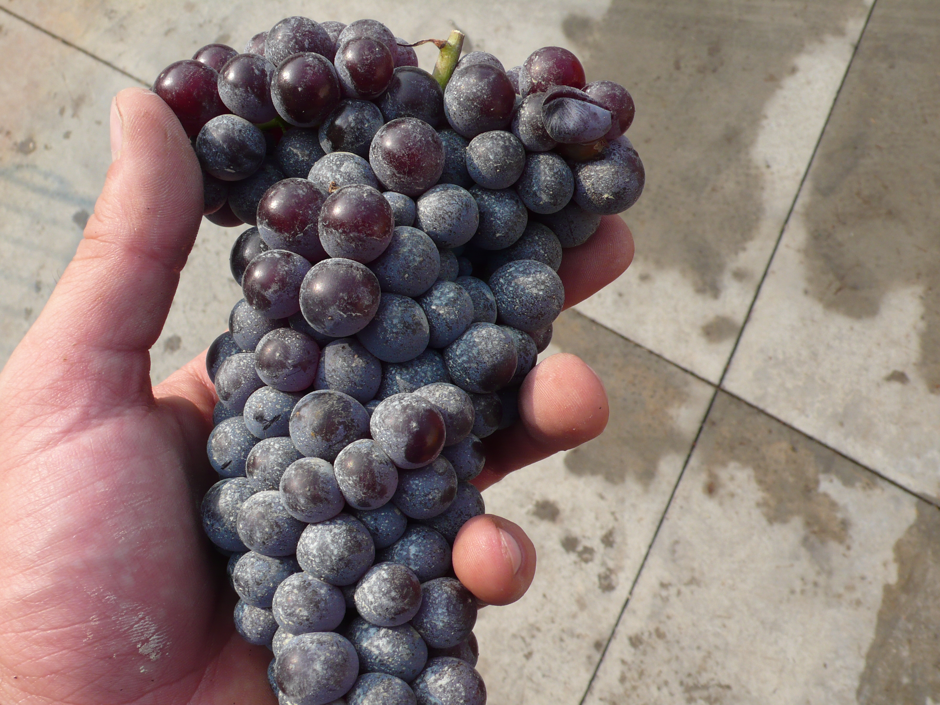 Виноград Nebbiolo